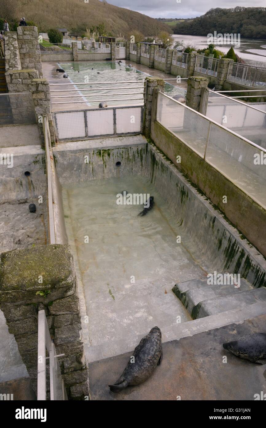 Vivaio e la convalescenza piscine per soccorrere le foche grigie (Halichoerus grypus) alla guarnizione di tenuta della Cornovaglia santuario, dal fiume Helford Foto Stock