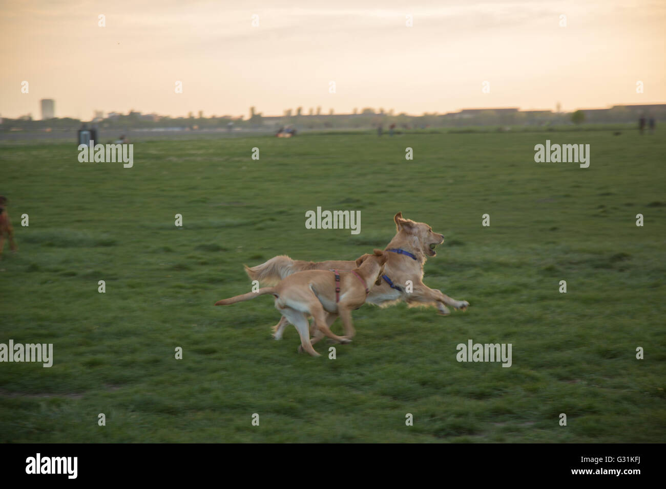 Berlino, Germania, cani giocare sul campo di Tempelhof Foto Stock
