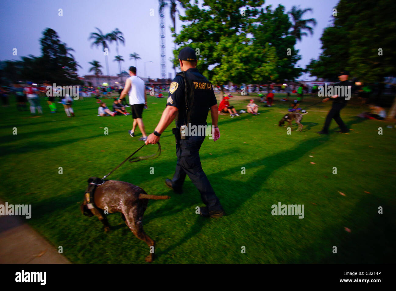San Diego, California, Stati Uniti d'America. 5 Giugno, 2016. SAN DIEGO CA, Stati Uniti d'America -- Giugno 2, 2016: .K9 funziona cani ha fatto il giro all'inizio dell'Suja Rock 'n' Roll San Diego marathon race in San Diego.Mandatory Credit: Foto da NELVIN C. CEPEDA, SAN DIEGO UNION-TRIBUNE © Nelvin C. Cepeda/San Diego Union-Tribune/ZUMA filo/Alamy Live News Foto Stock