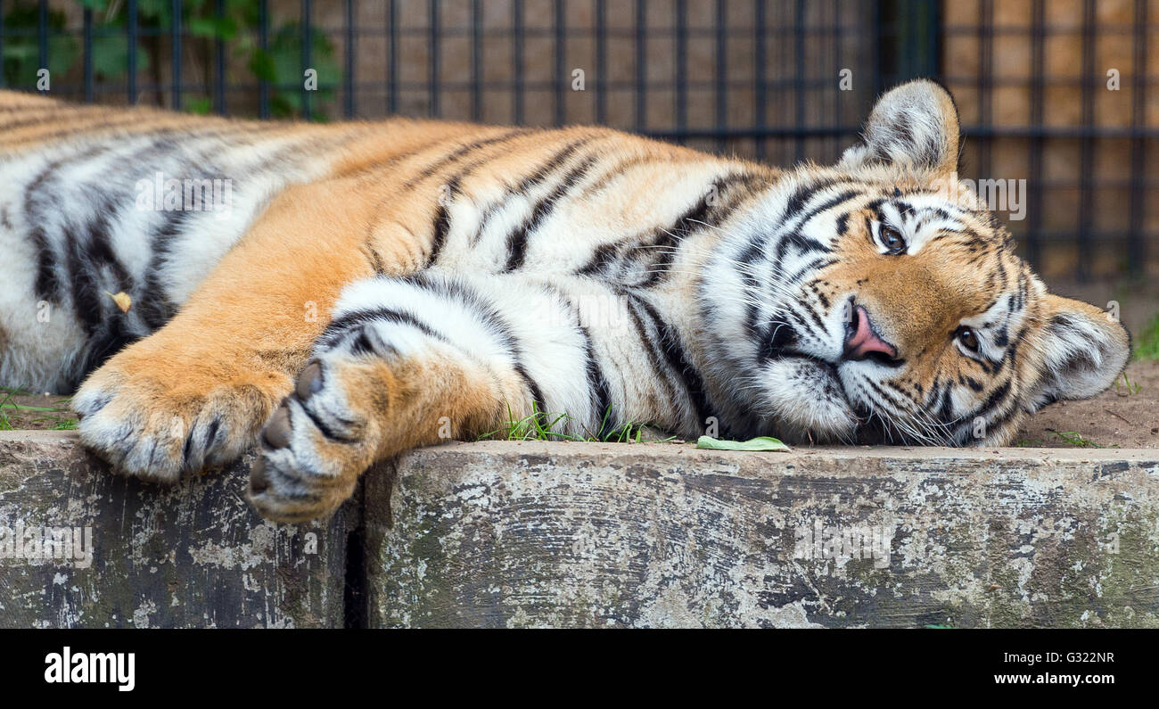 Fliess Sydower, Germania. 27 Maggio, 2016. Tiger Diego visto all'Felidae gatto selvatico centre di Fliess Sydower, Germania, 27 maggio 2016. La tigre vive in un involucro che copre circa 150 metri quadrati. Foto: PATRICK PLEUL/dpa/Alamy Live News Foto Stock