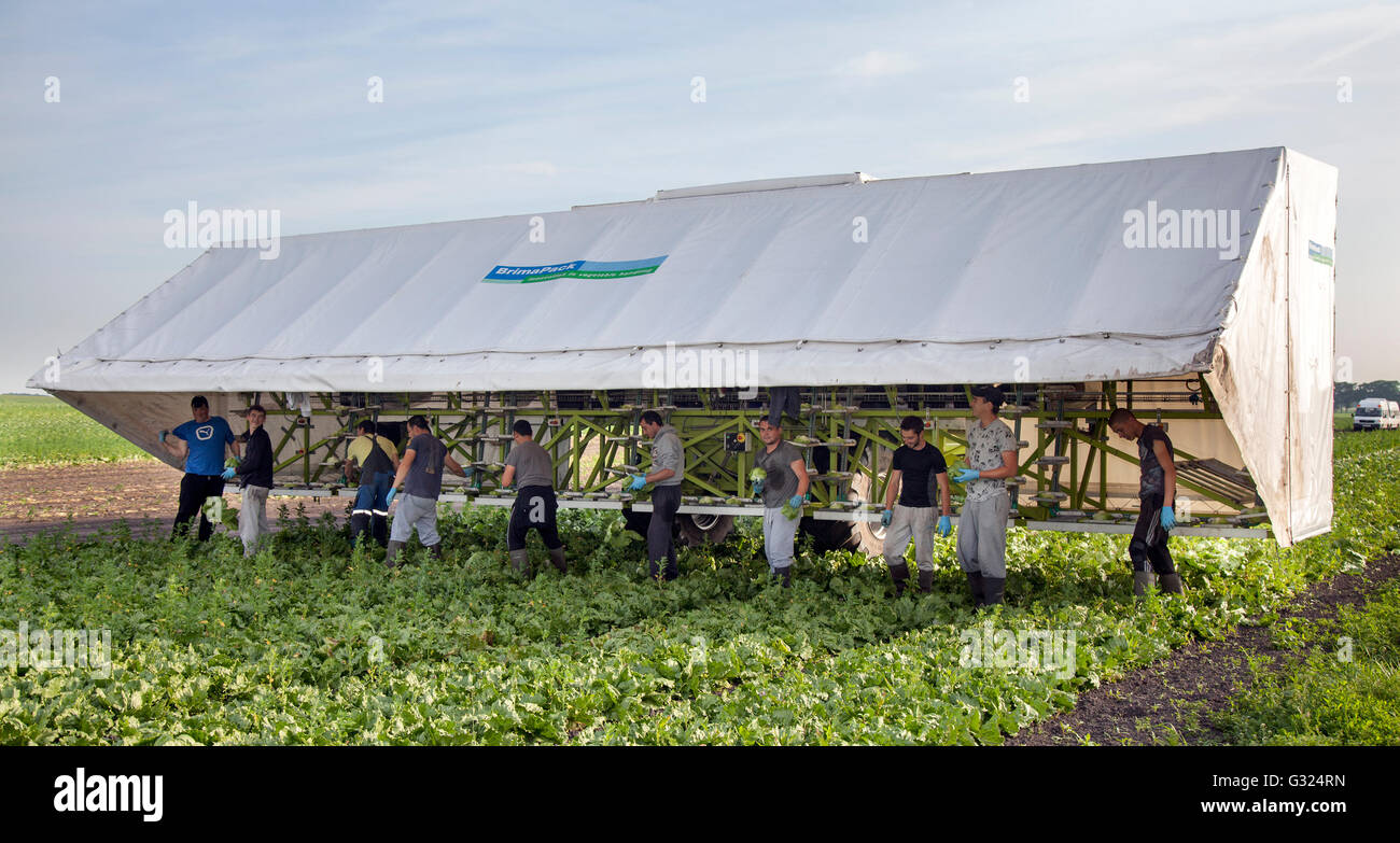 Tarleton, Preston, Regno Unito il 7 giugno, 2016. 6am start per operai immigrati la mietitura di colture di insalata in West Lancashire. Meteo straordinario per tutto il mese di maggio e giugno ha portato in un insalata di paraurti raccolto in questo giardino del mercato crescente area del nord-ovest. Partenza dalla UE e la politica agricola comune (PAC) possono avere un impatto sulle aziende agricole nel Regno Unito e il loro reddito e occupazione dei migranti, con la domanda di manodopera migrante essendo più persistente nel settore agricolo. Credito: MediaWorldImages/Alamy Live News Foto Stock