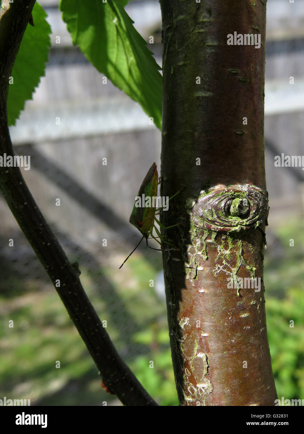 Femmina scudo di biancospino bug (Acanthosoma haemorrhoidale) degustazione la corteccia di un ritorto immaturi silver birch (Betula pendula) Foto Stock