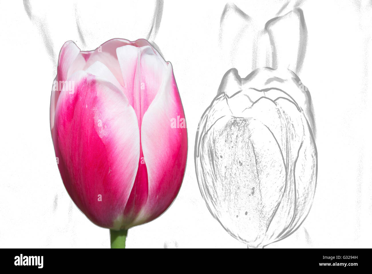 Pink tulip e disegna sullo sfondo Foto Stock