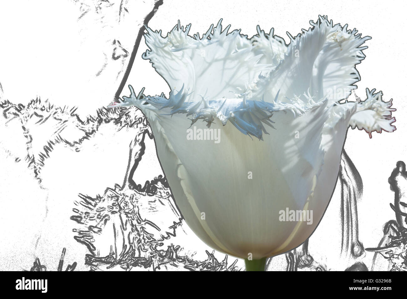 Tulip "Luna di Miele" schizzo e foto Foto Stock