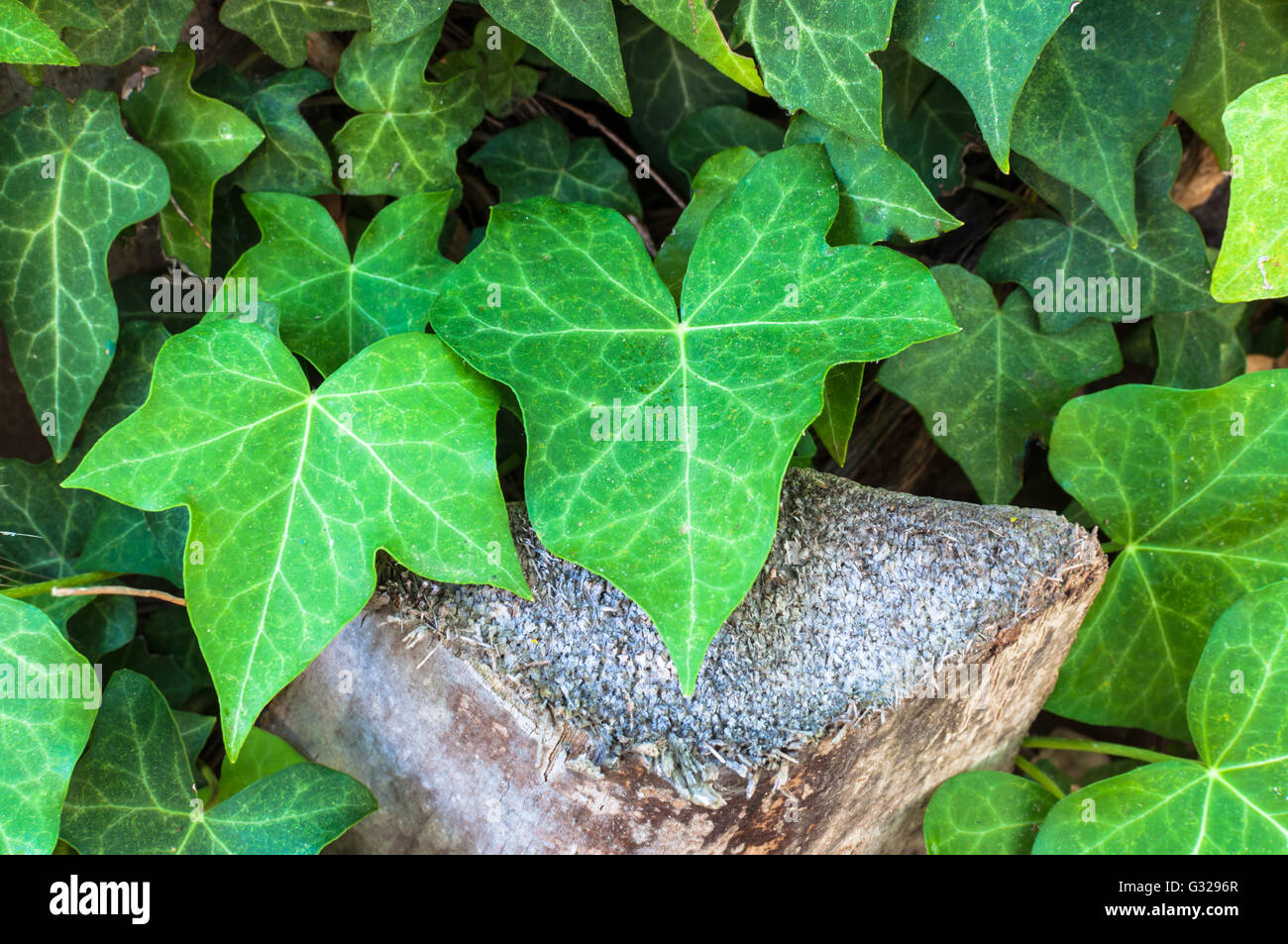 Primo piano di foglie di edera in un giardino soleggiato giorno di estate Foto Stock