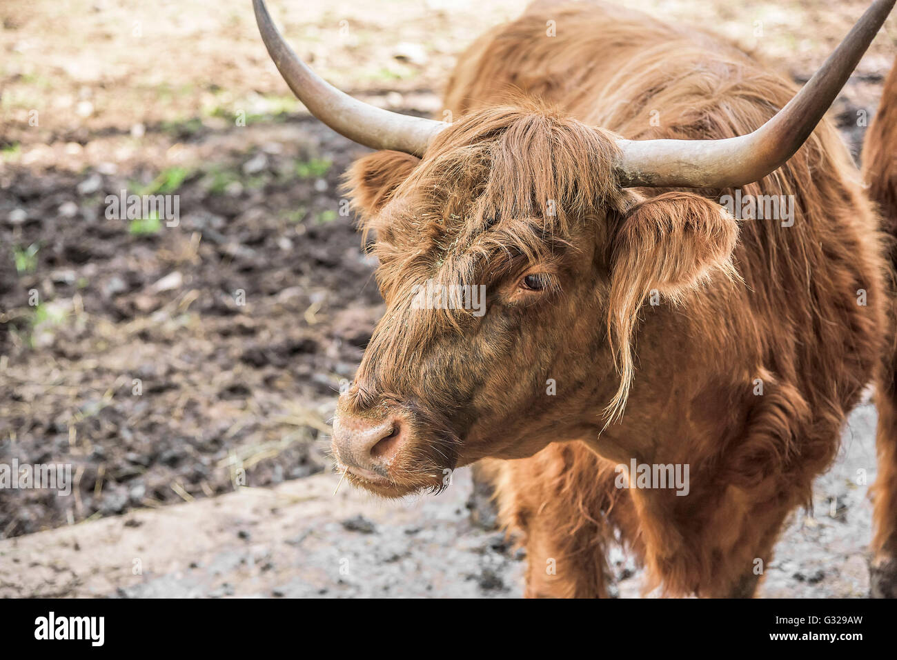 In prossimità delle highland scozzesi mucca in stallo. Foto Stock
