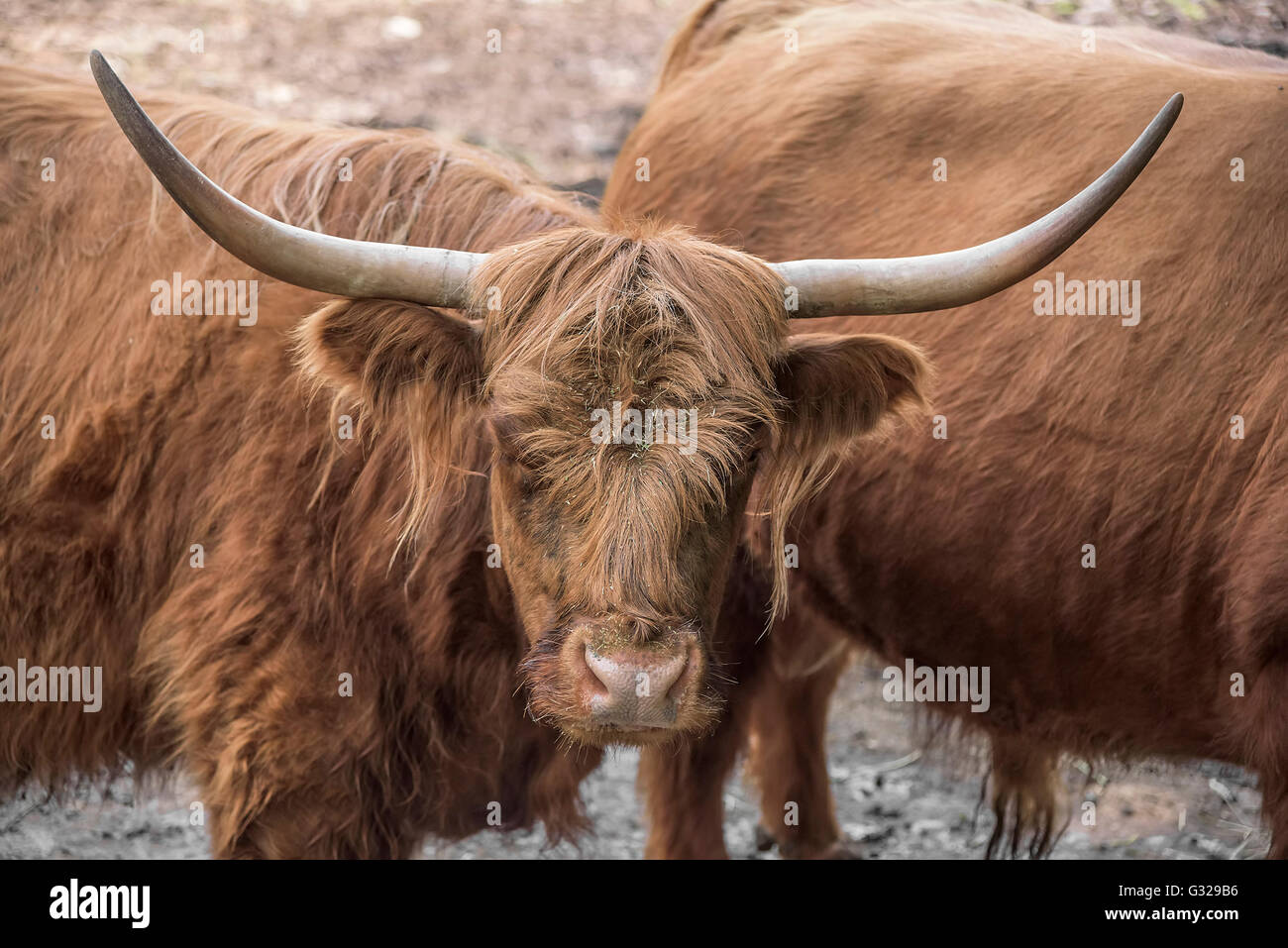In prossimità delle highland scozzesi mucca in stallo. Foto Stock