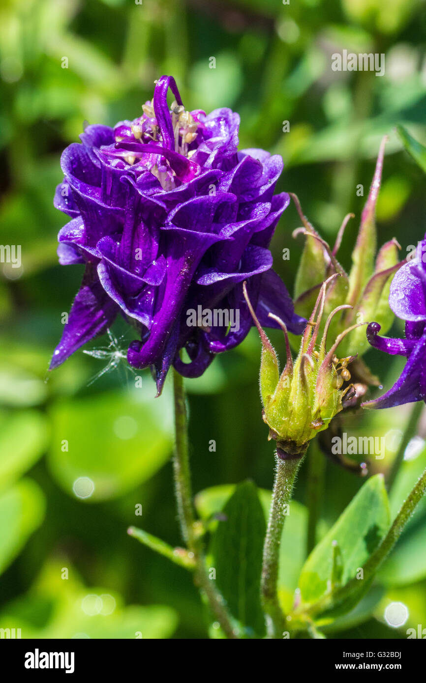 Aquilegia Winky Doulble viola Foto Stock