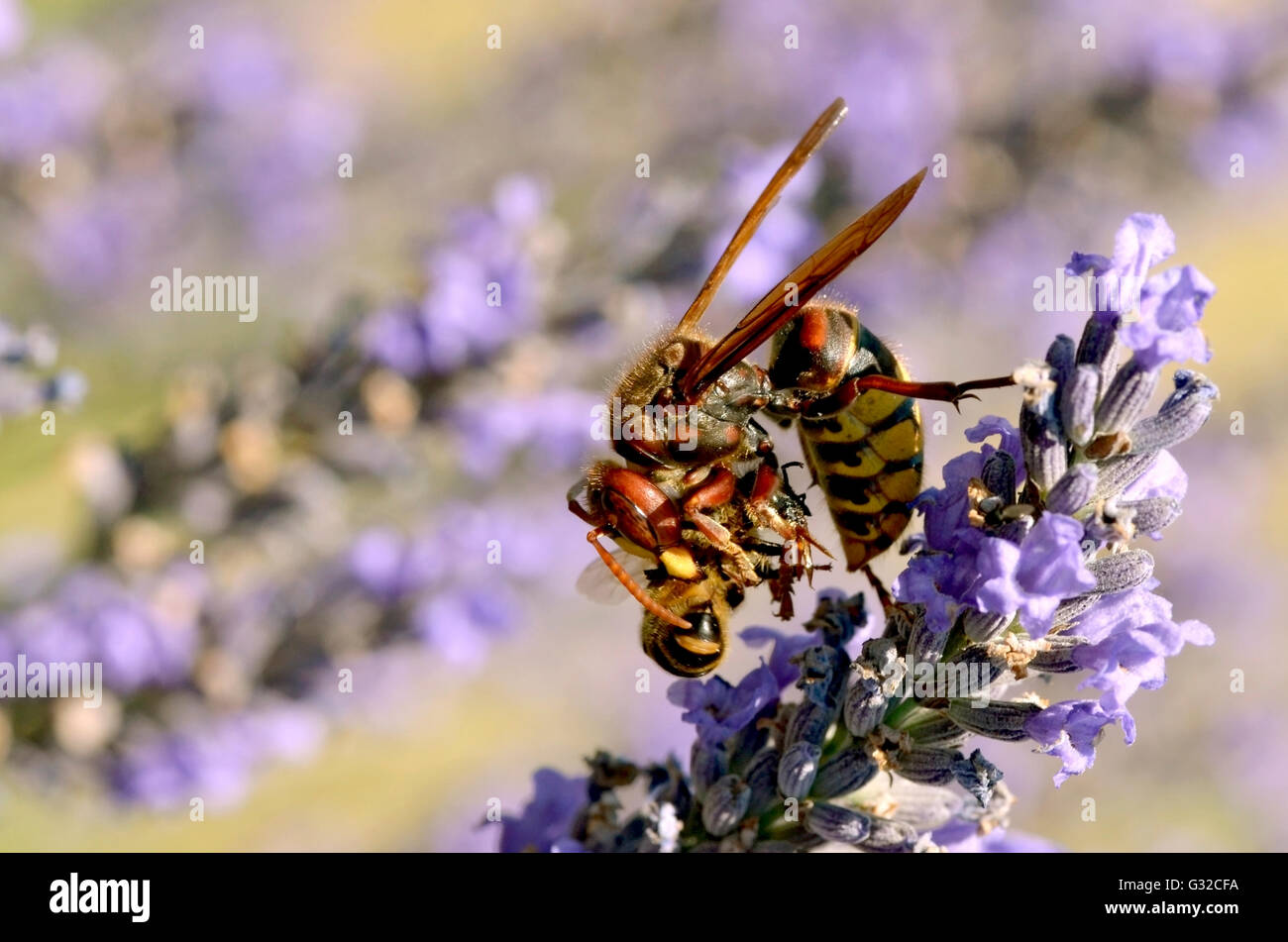 Macro di unione hornet (Vespa crabro) mangia miele delle api sul fiore lavanda Foto Stock