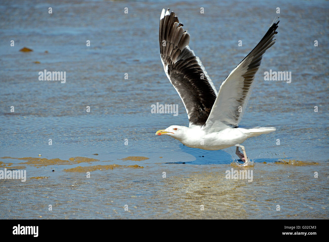 Grande nero-backed Gull (Larus marinus) in volo sopra l'acqua di mare Foto Stock