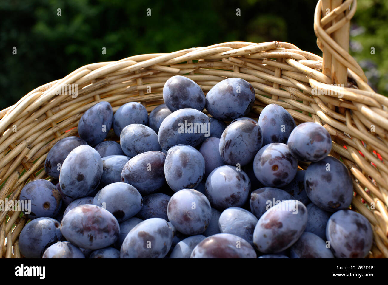 Un cesto pieno di prugne Foto Stock
