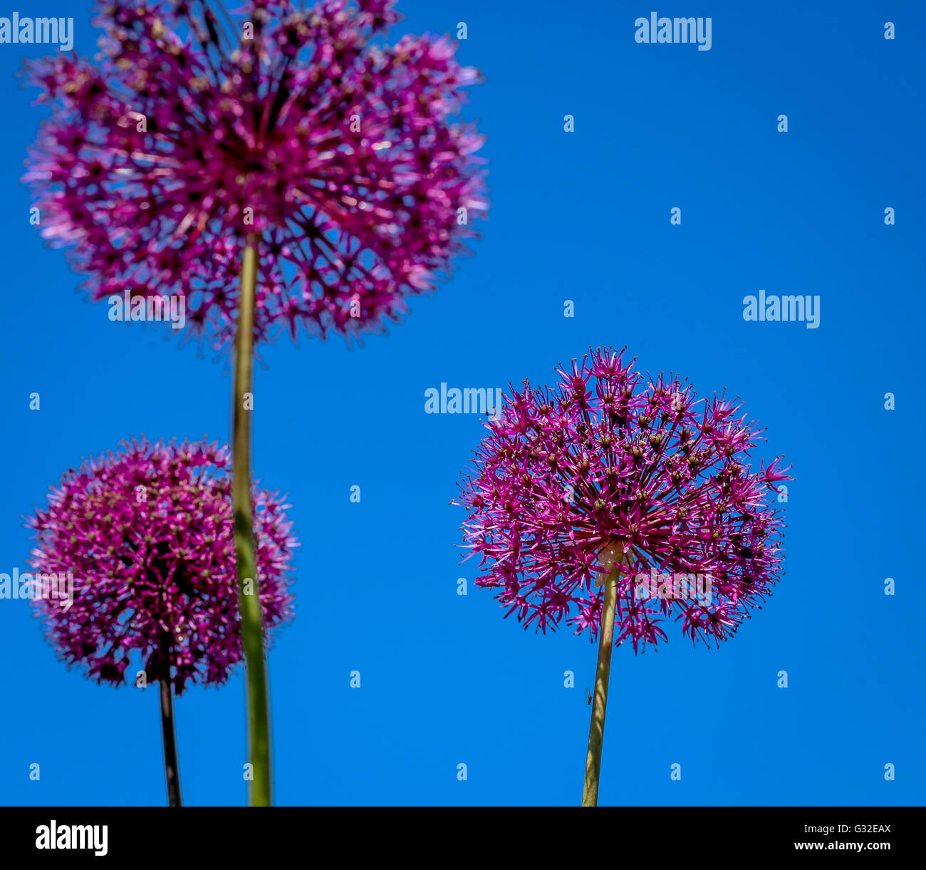 Allium fiore che sboccia, porro gigante (Allium giganteum) cielo blu sullo sfondo Foto Stock