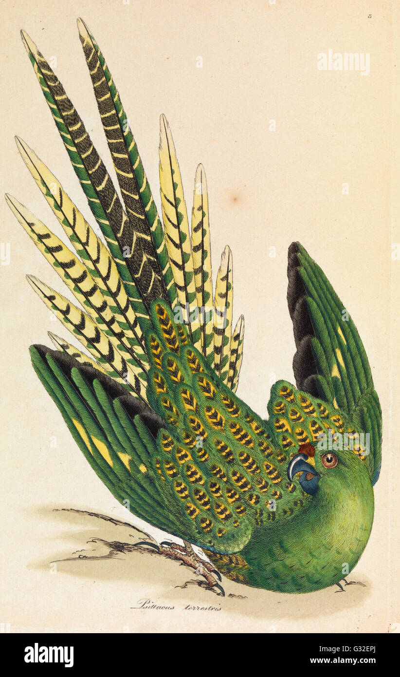 James Sowerby - Massa Parrot, Psittacus terrestris - Museo Victoria, Carlton Australia Foto Stock