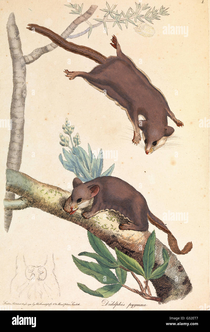 James Sowerby - pigmeo di opossum, Didelphis pygmaeus - Museo Victoria, Carlton Australia Foto Stock