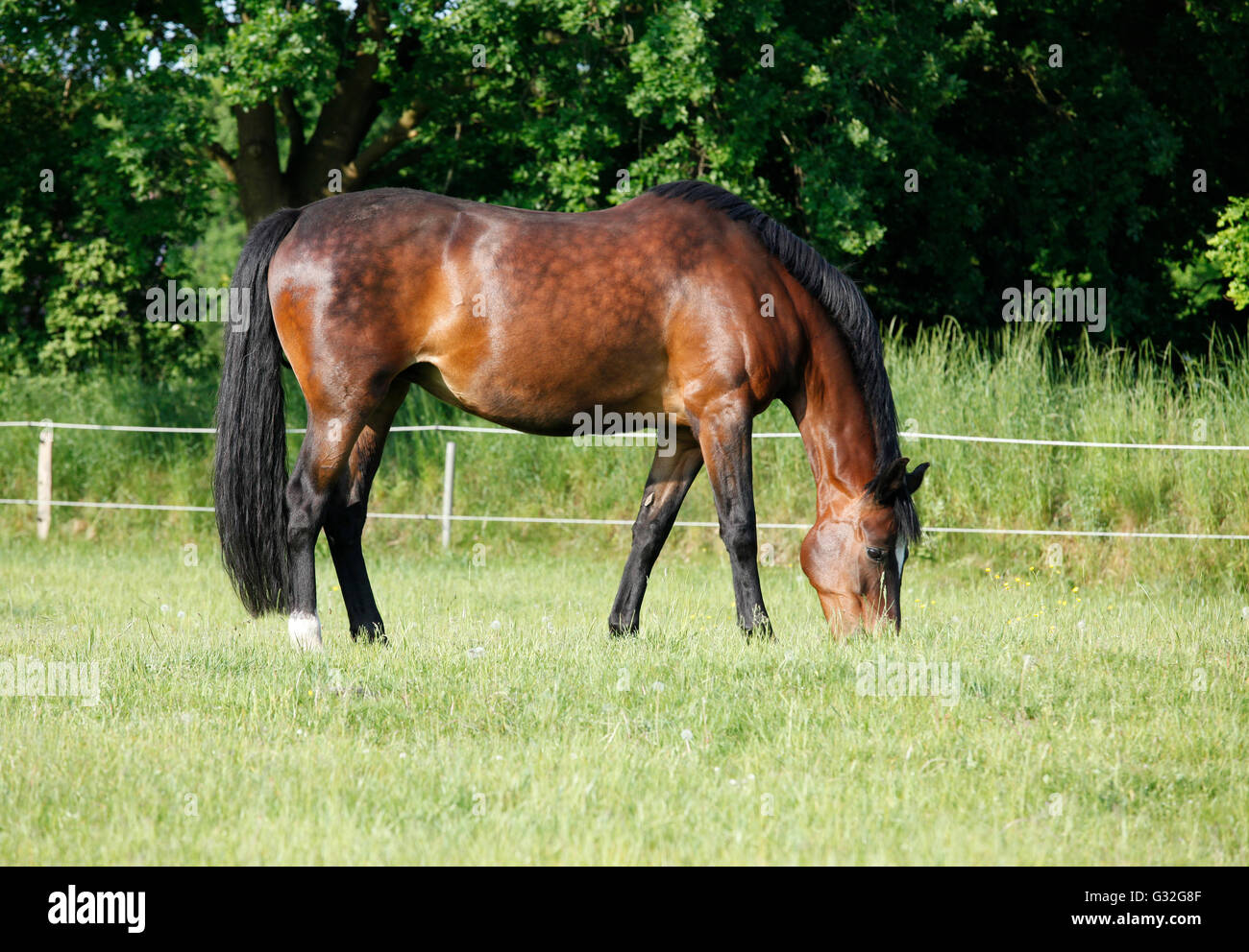 Un cavallo marrone in piedi in un pascolo e mangia l'erba Foto Stock