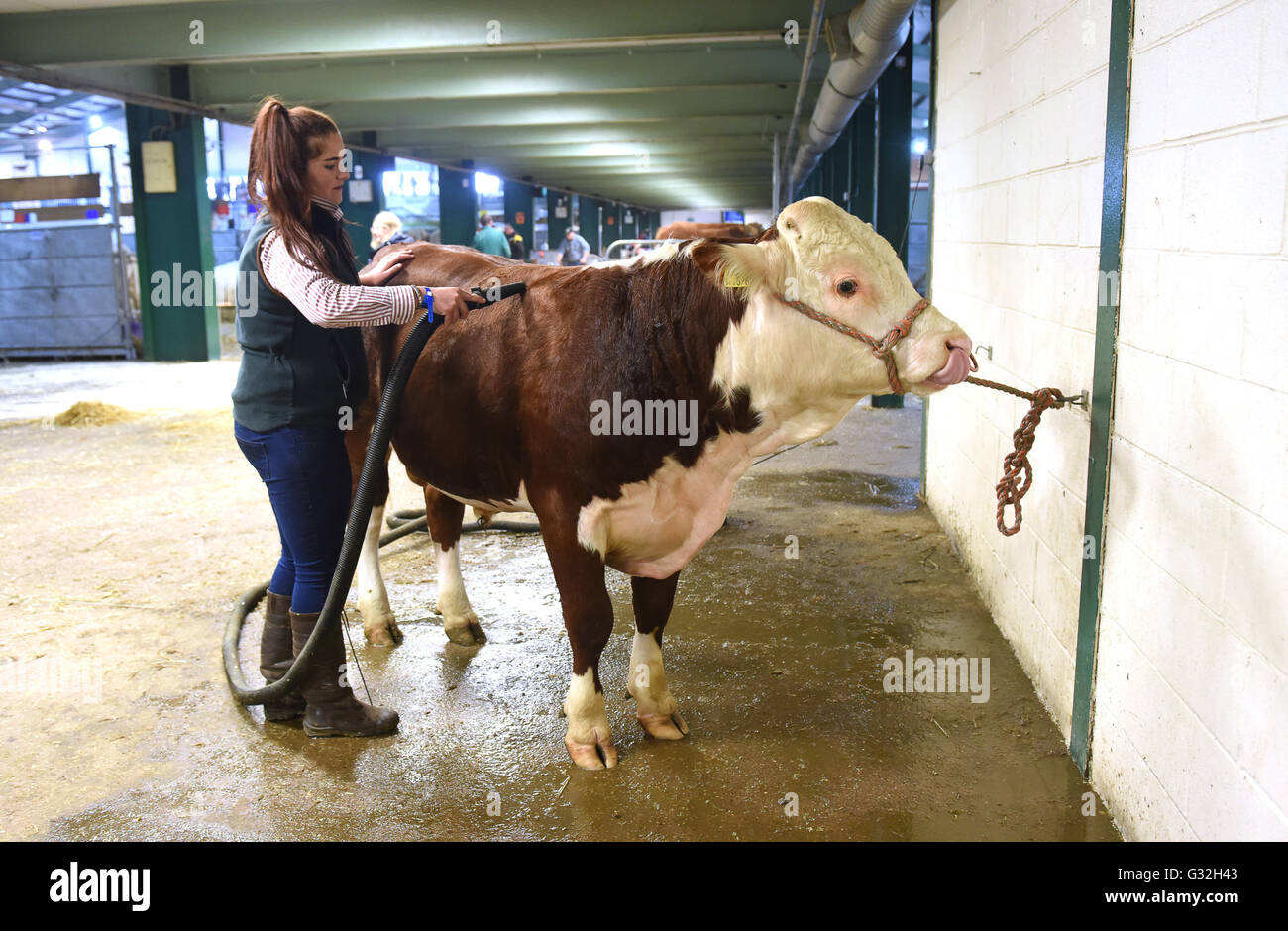 Hereford bull essendo curato con asciugacapelli a Staffordshire County Visualizza Foto Stock
