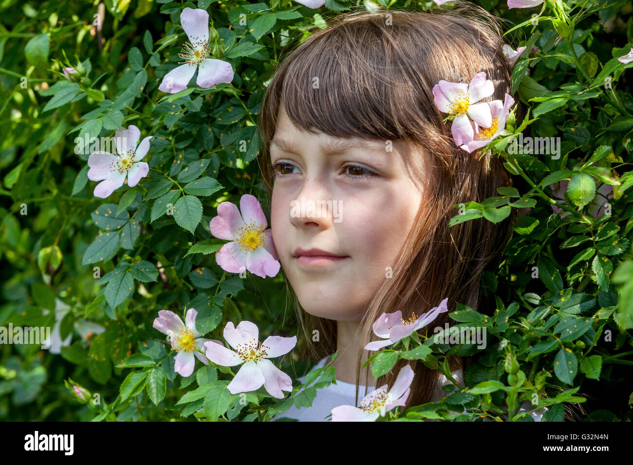 L'età di innocenza, 7 anni faccia ragazza in un cespuglio di fiori rose, ragazze giochi sposa Foto Stock