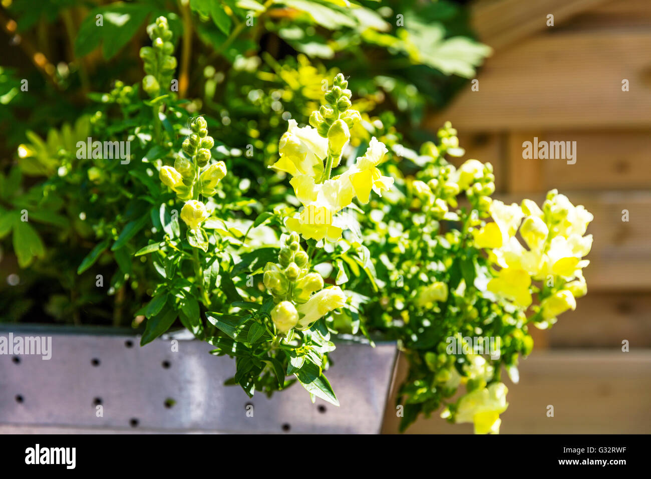Fiori di drago di bocche di leone Antirrhinum fiore fiori piante piante di fioritura giallo fiore Foto Stock