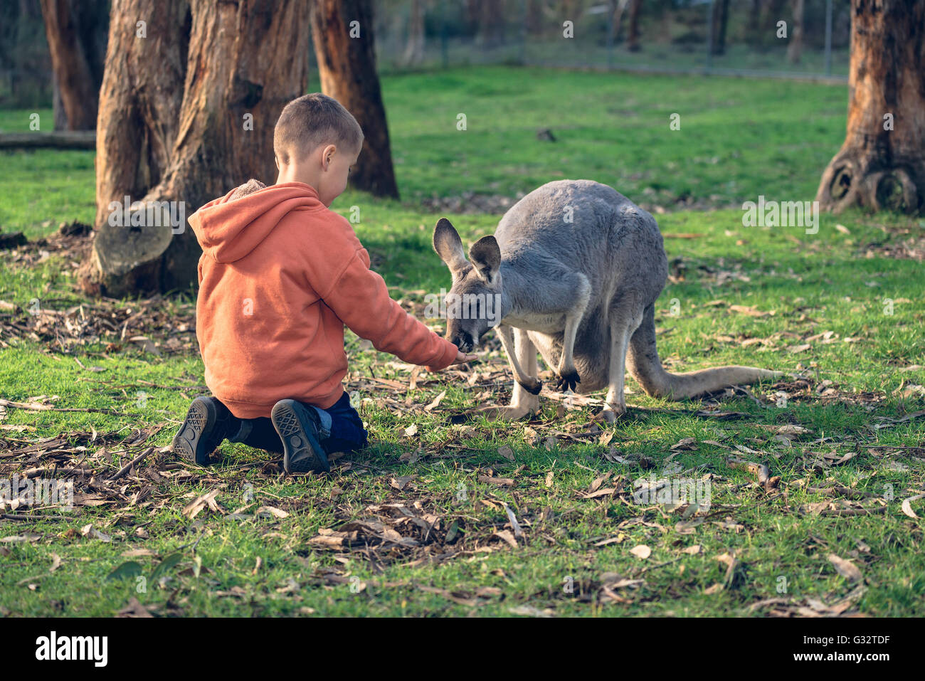 Bambino seduto a terra e di alimentazione canguro australiano. Color-tonificare gli effetti applicati Foto Stock