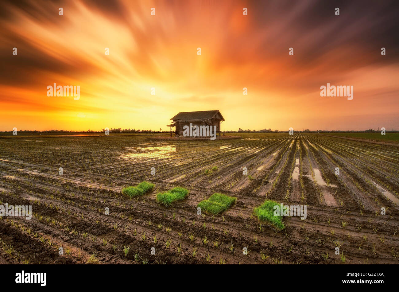 Capanna in legno nel campo al tramonto, Selangor, Malaysia Foto Stock