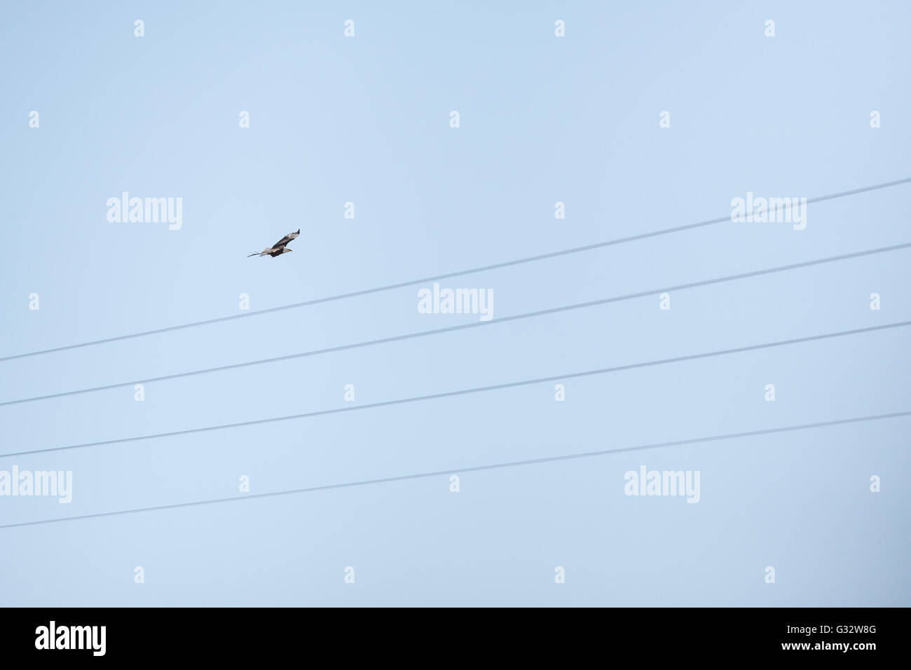 Aquila baldosa che vola vicino alle linee elettriche, Wyoming, Stati Uniti Foto Stock