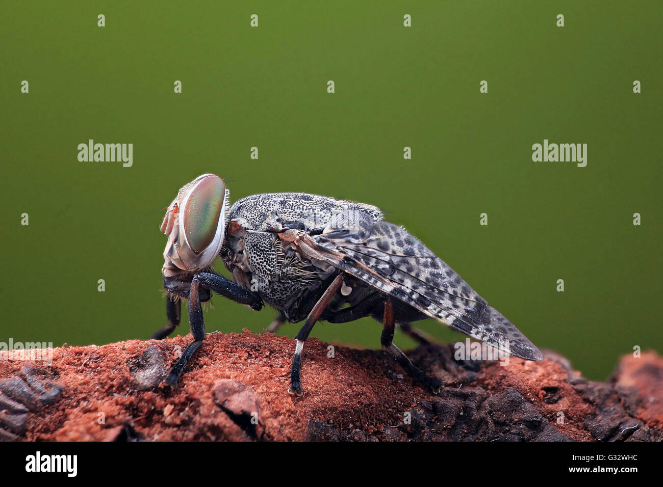 Close-up di una mosca della frutta, Jember, East Java, Indonesia Foto Stock