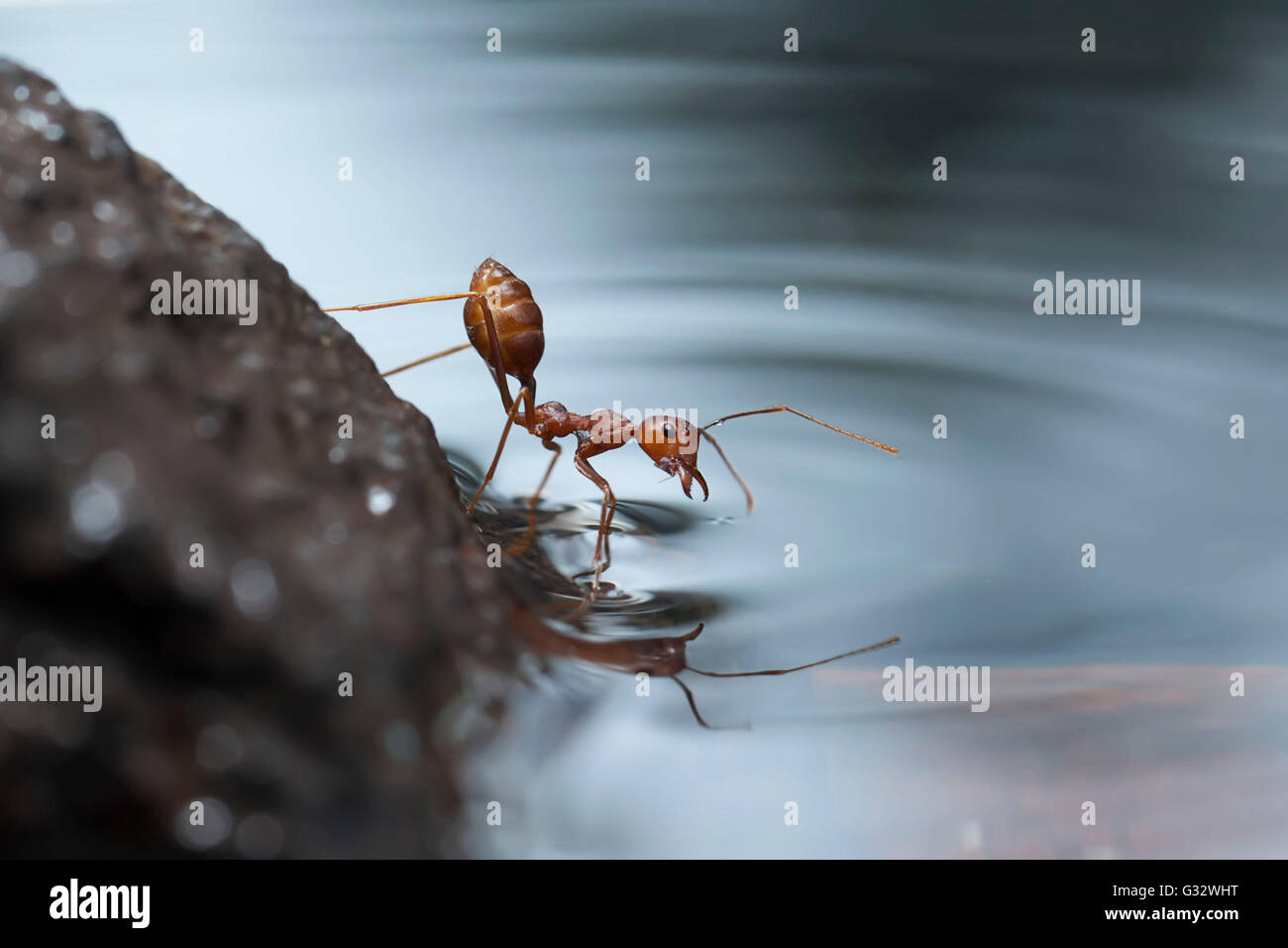 Ant acqua potabile, Jember, East Java, Indonesia Foto Stock