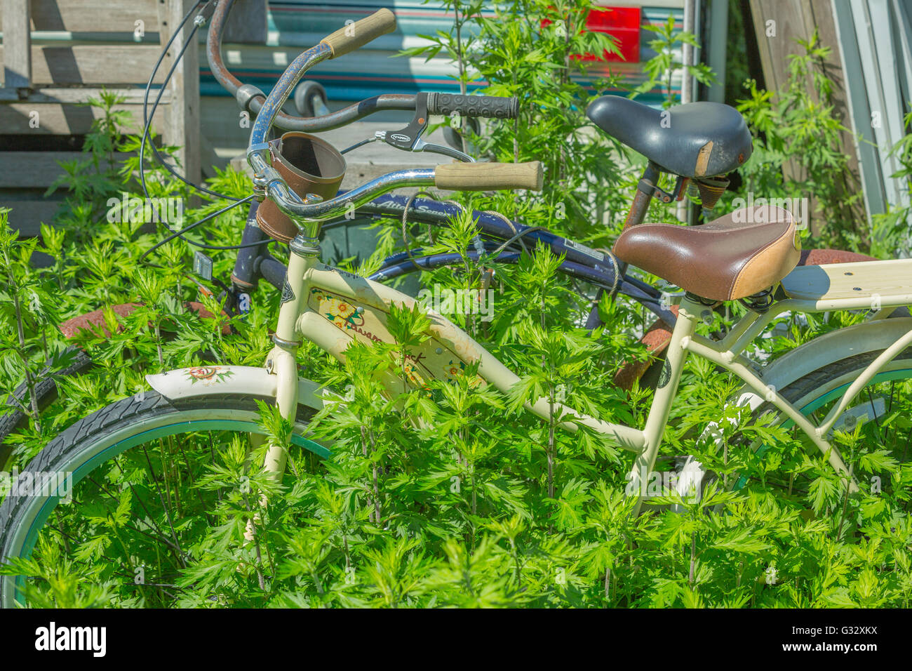 Abbandonate le biciclette bloccati insieme con un cavo di bloccaggio in alto le erbacce Foto Stock