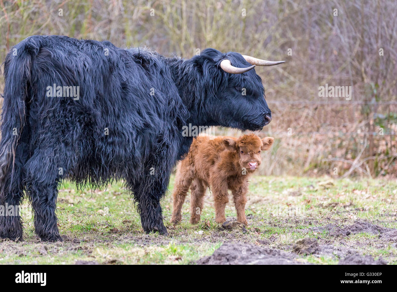 Nero highlander scozzese vacca madre con il neonato vitello marrone in stagione primavera Foto Stock
