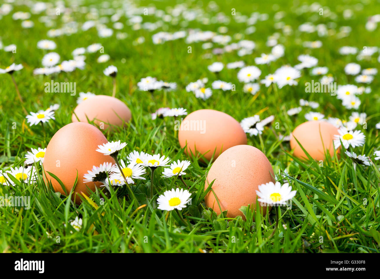 Le uova di gallina in verde prato con margherite in fiore in primavera Foto Stock