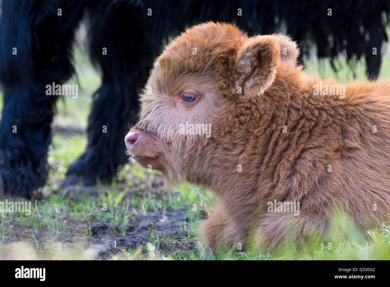 Ritratto di appoggio neonato marrone highlander scozzese di vitello Foto Stock