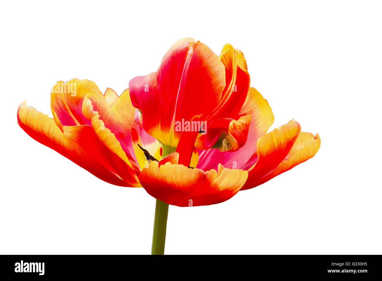 Una rossa con tulipano giallo fiore isolato su sfondo bianco Foto Stock
