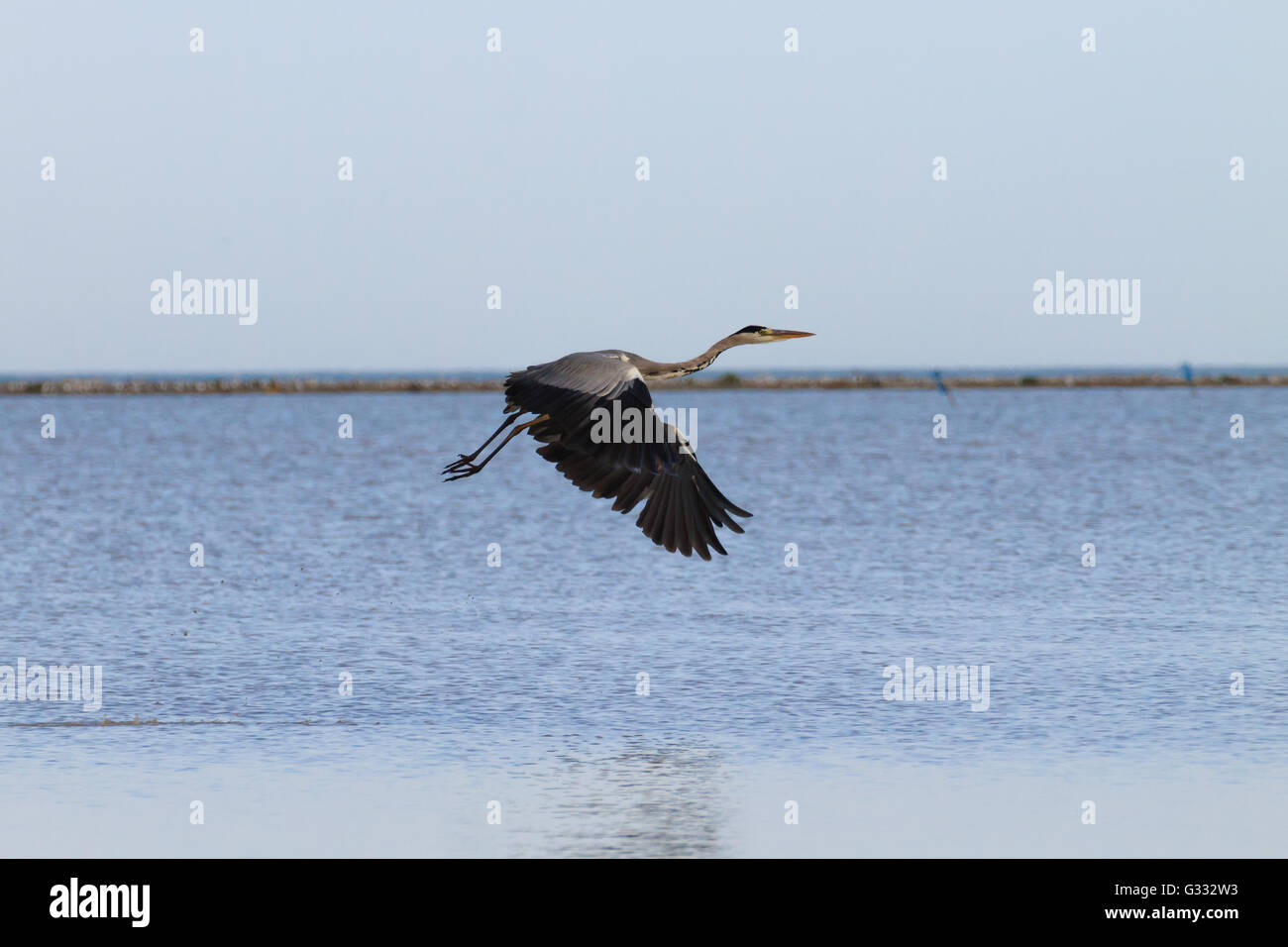 Airone cenerino all'interno di fiume Po laguna, paesaggio italiano. Carattere minimo panorama Foto Stock