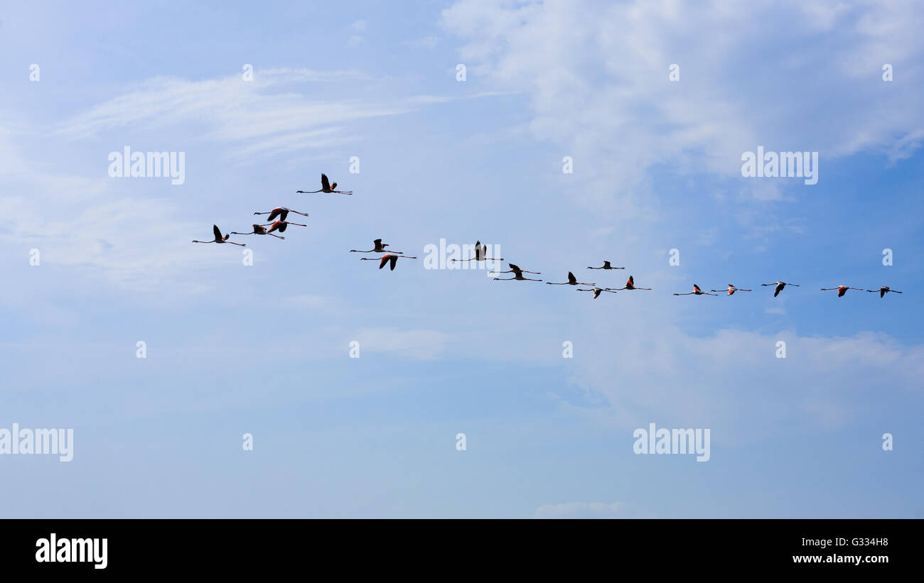 Stormo di fenicotteri rosa battenti, da "Delta del Po', Italia. Panorama della natura Foto Stock