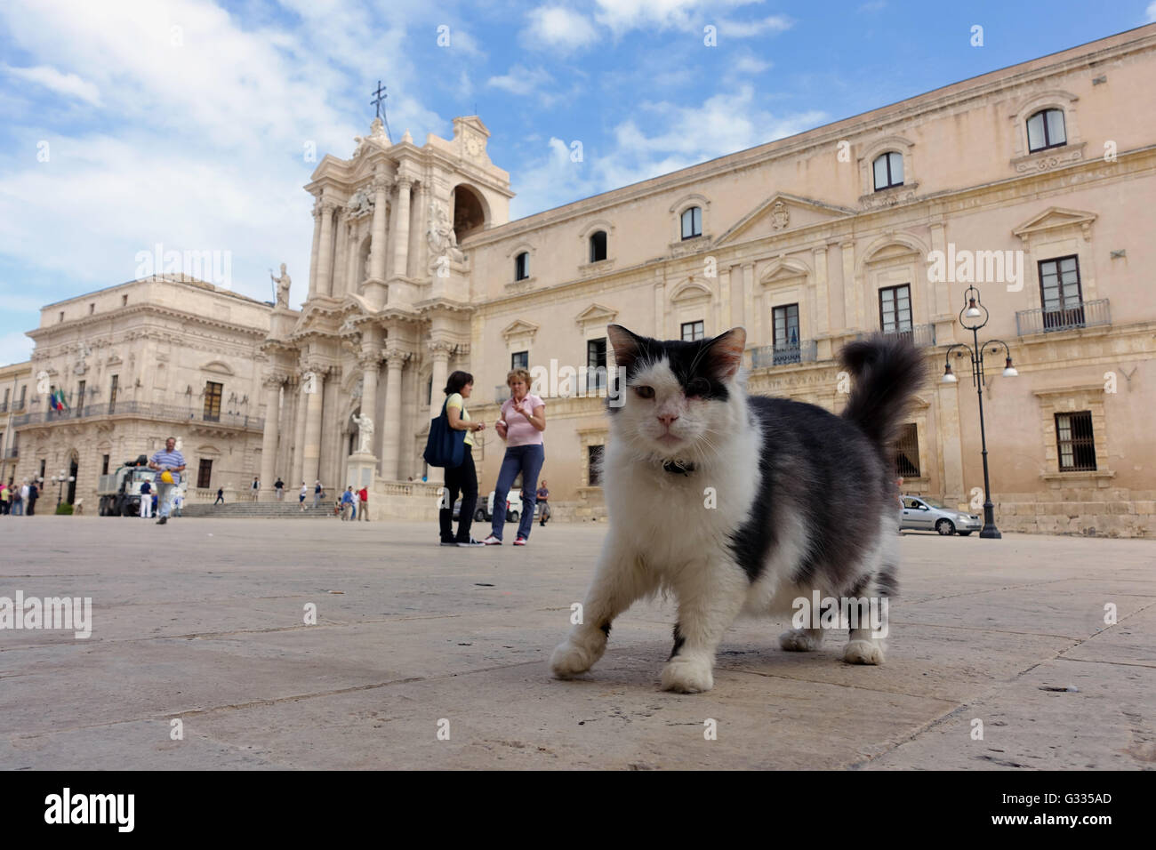 Siracusa, Italia, Cat corre da solo attraverso la città Foto Stock
