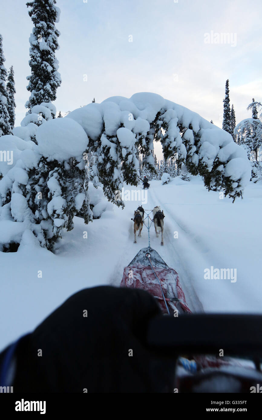?K skero, Finlandia, dogsled corsa attraverso la natura intatta Foto Stock