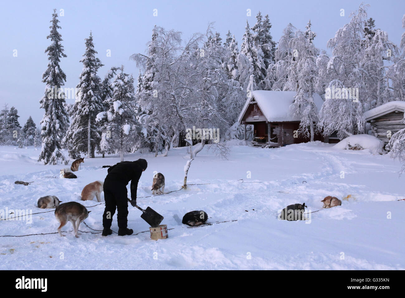 ?K skero, Finlandia, uomo fornito la sua Huskies prima un snowbound cabina in legno Foto Stock