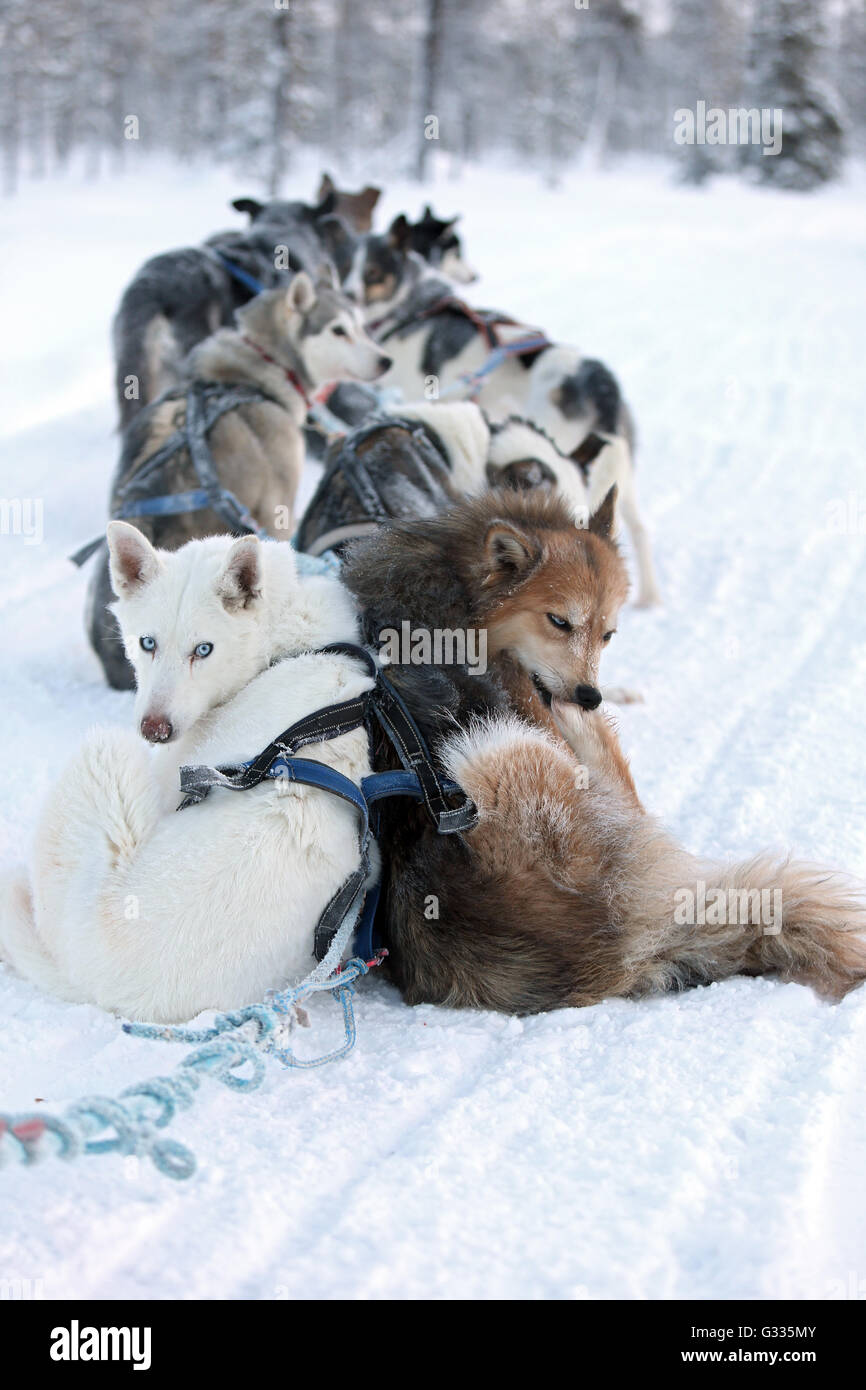 ?K skero, Finlandia, Siberian Husky in uno sled dog team Foto Stock