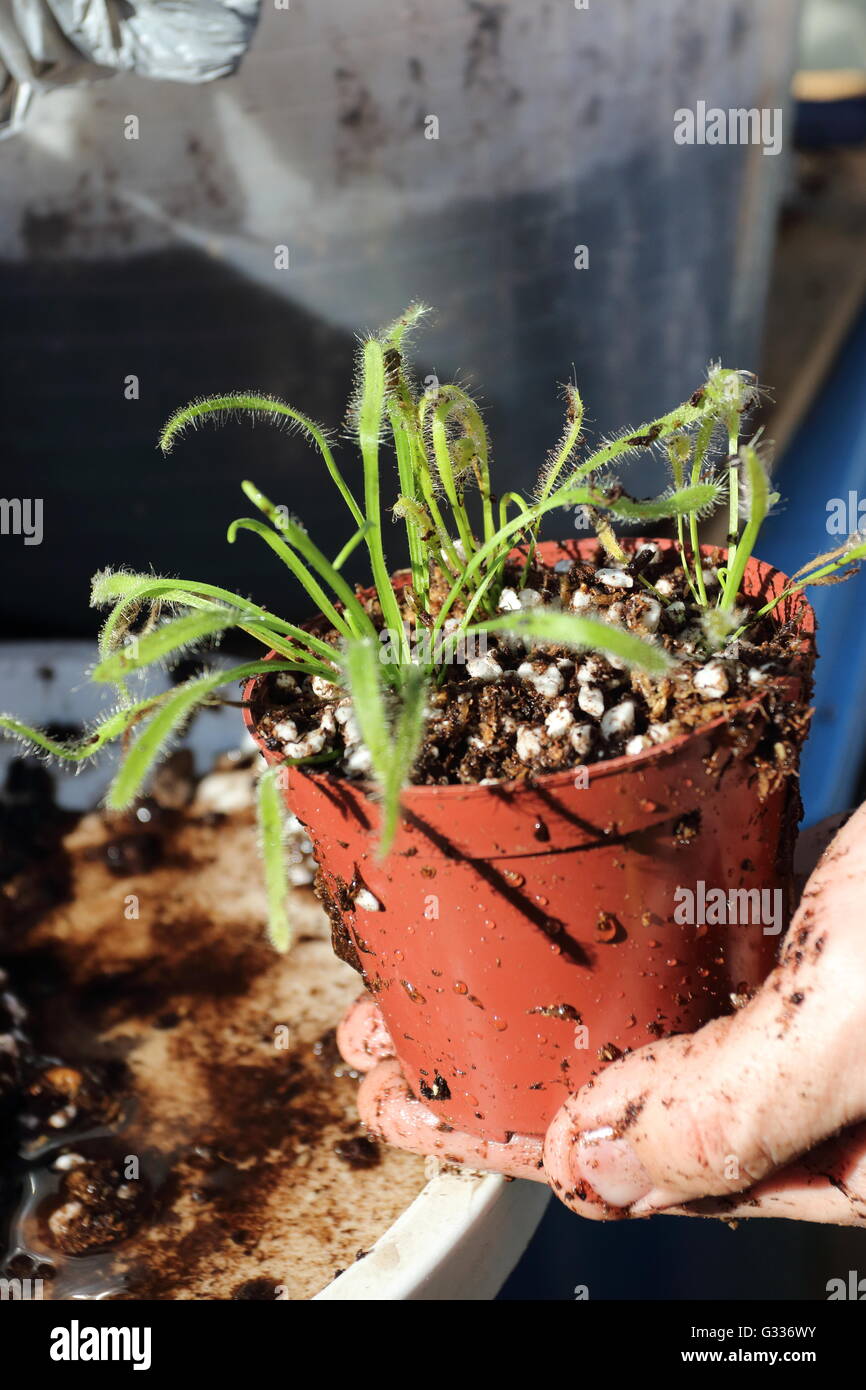 Close up mano azienda Sundew o noto anche come Drosera capensis cresce in una pentola Foto Stock
