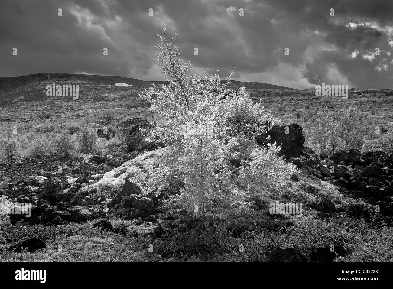 Bellezza severa del nord della natura. Betulla nel vento in estate paesaggio di montagna della regione polare. Foto Stock