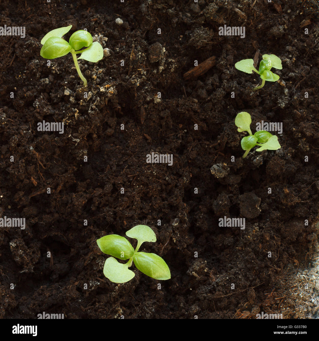 Piccolo dolce piantine di basilico cresce dal seme in una serra in primavera. Close up, vista dall'alto. Foto Stock