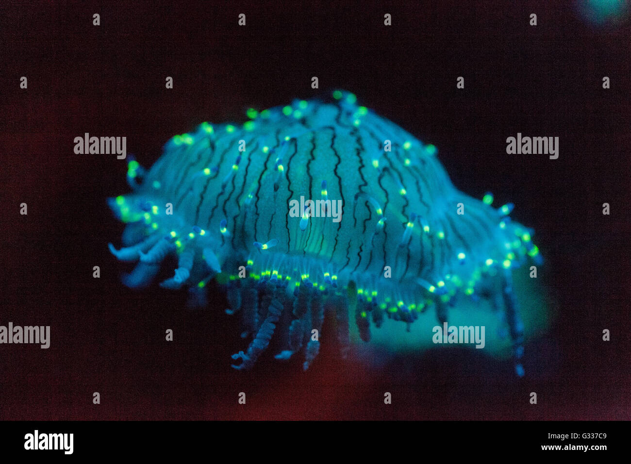 Flower hat meduse, Olindias formosa, è un blu, verde, rosa - multi gelatina colorata - che può essere trovato su off il Giappone meridionale. Foto Stock