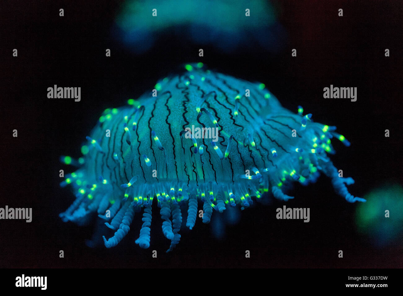 Flower hat meduse, Olindias formosa, è un blu, verde, rosa - multi gelatina colorata - che può essere trovato su off il Giappone meridionale. Foto Stock