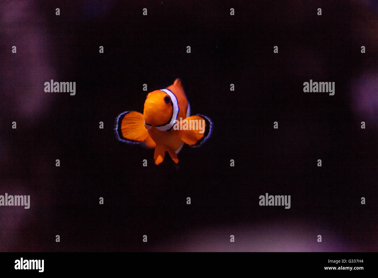 Clownfish, Amphiprioninae, in un mare di pesci e reef aquarium, soggiornando vicino al suo host anemone Foto Stock