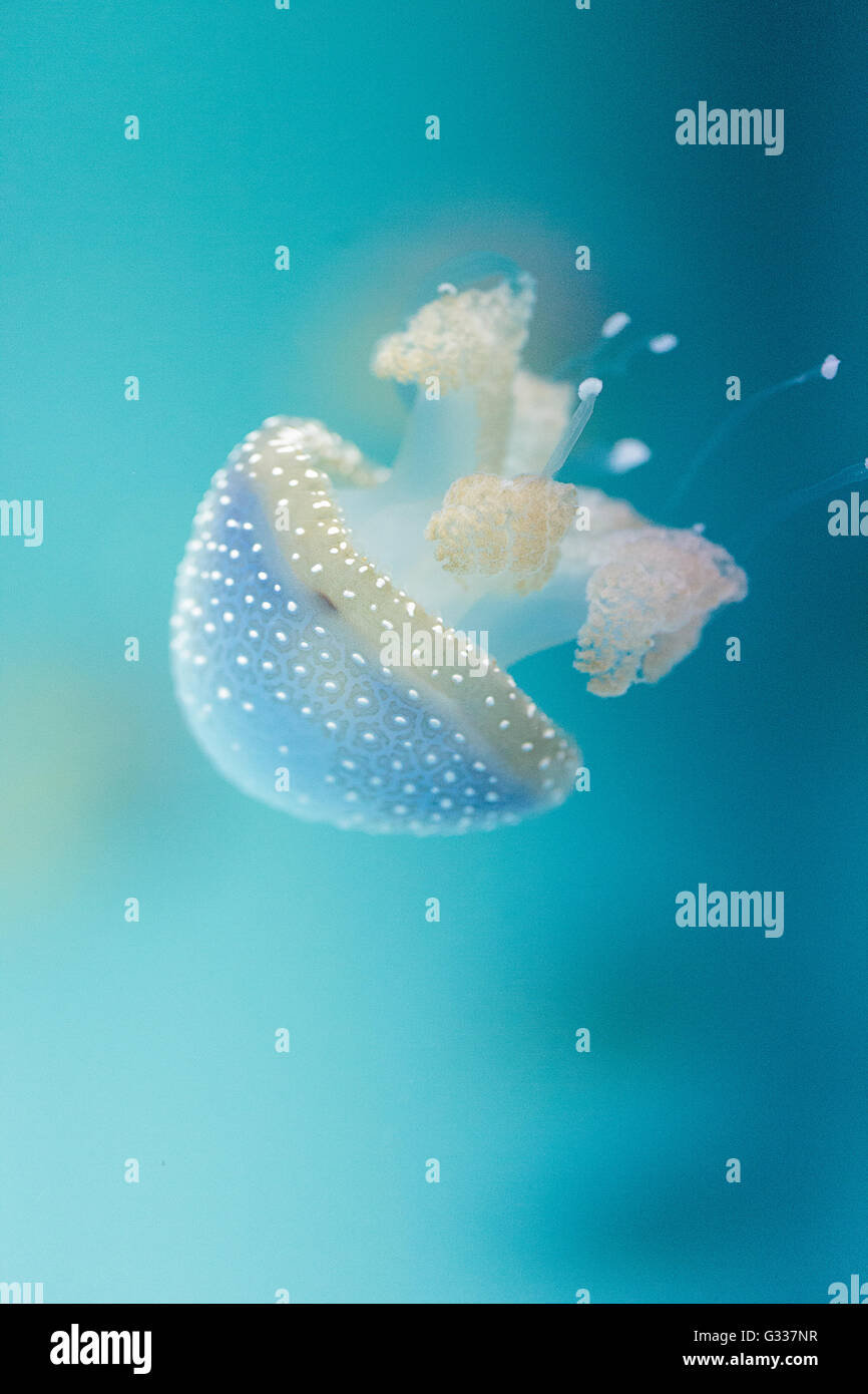 Golden jelly, Phyllorhiza punctata, è anche conosciuta come la campana flottante e il white-spotted medusa Foto Stock