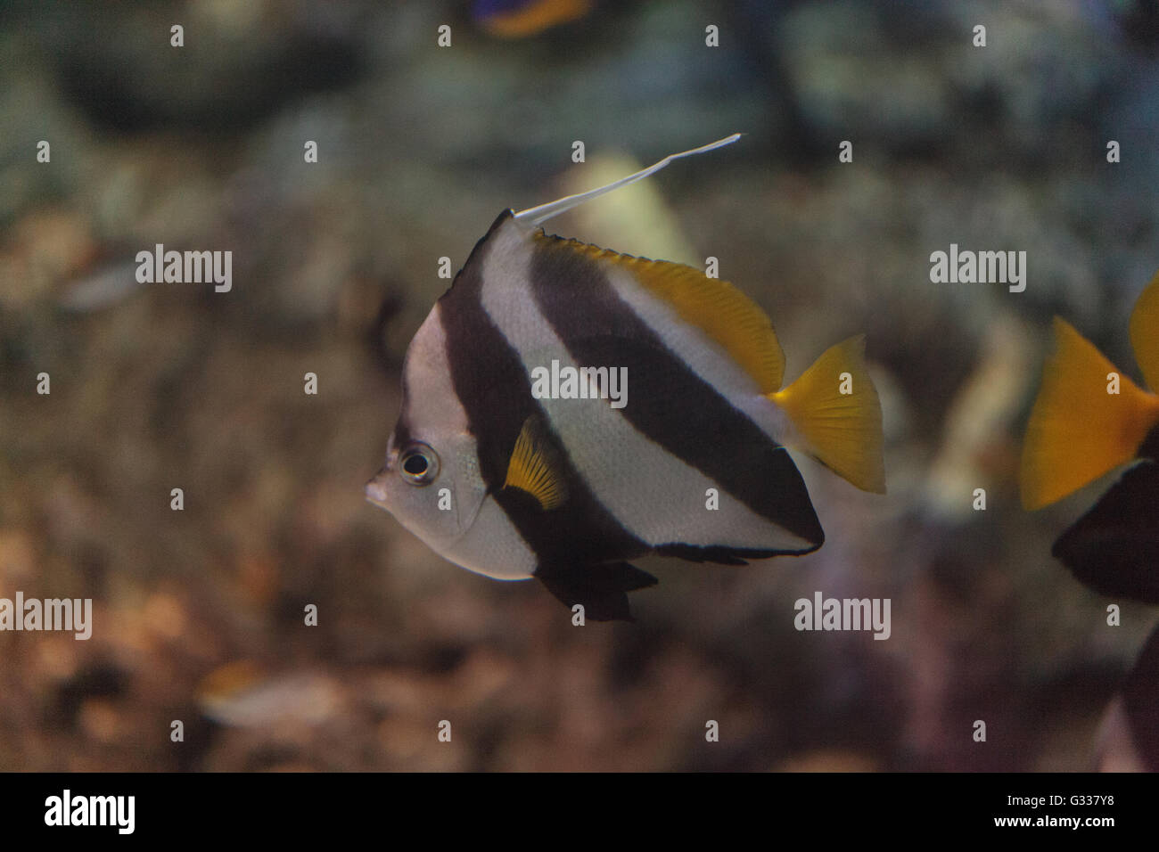 Pennant Butterflyfish Heniochus acuminatus ha le strisce bianche e nere con una coda gialla e grandi occhi. Foto Stock