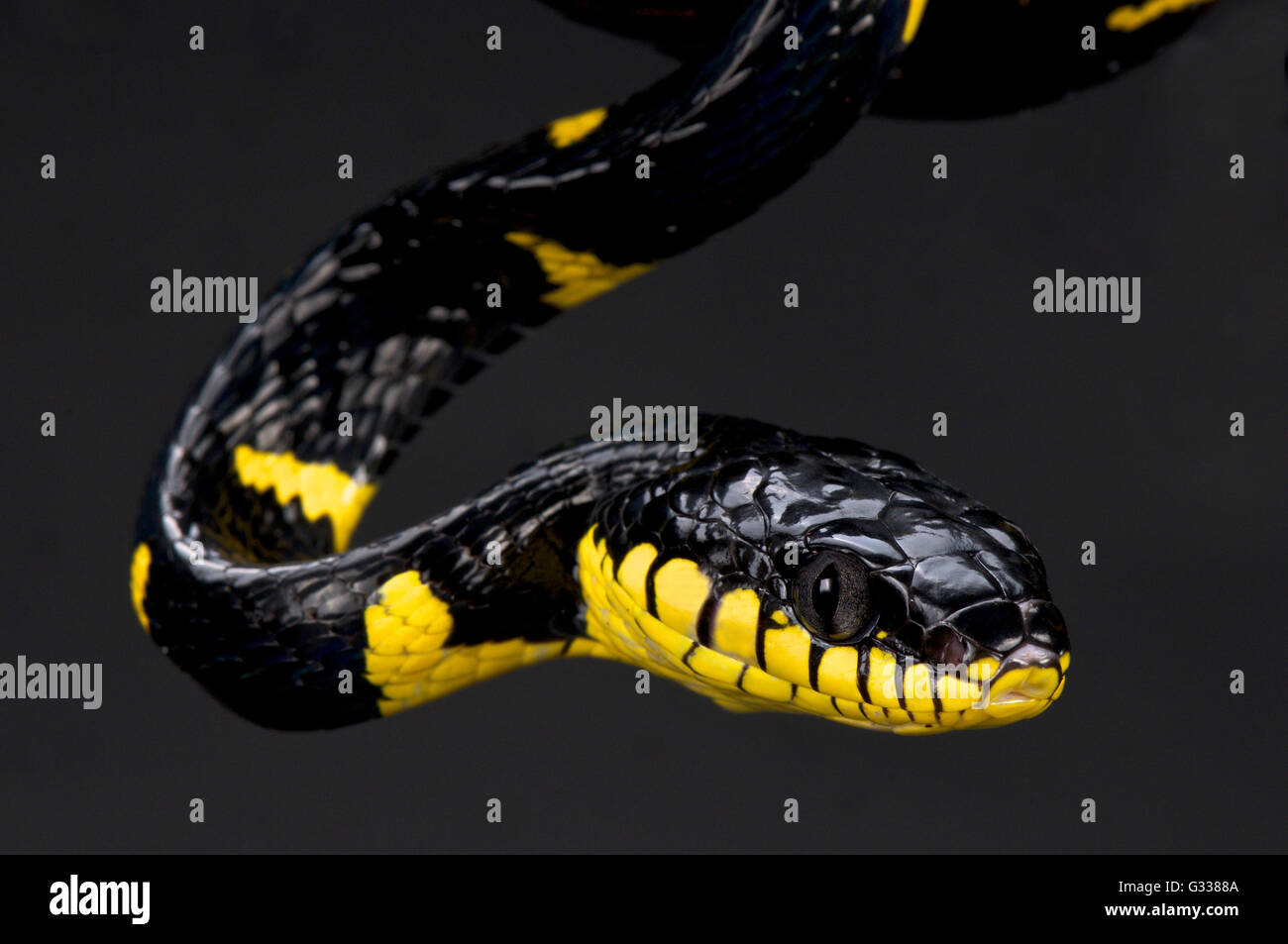 Breve nastrare mangrove snake (Boiga dendrophila melanota) Foto Stock