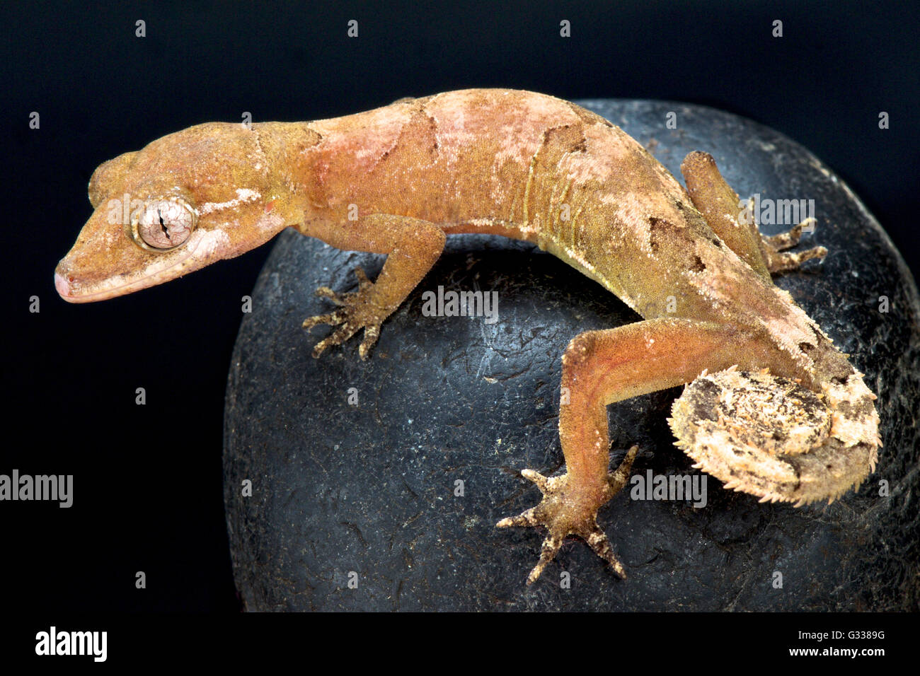 Malaysian Bowfingered Gecko (Cyrtodactylus Elok) Foto Stock