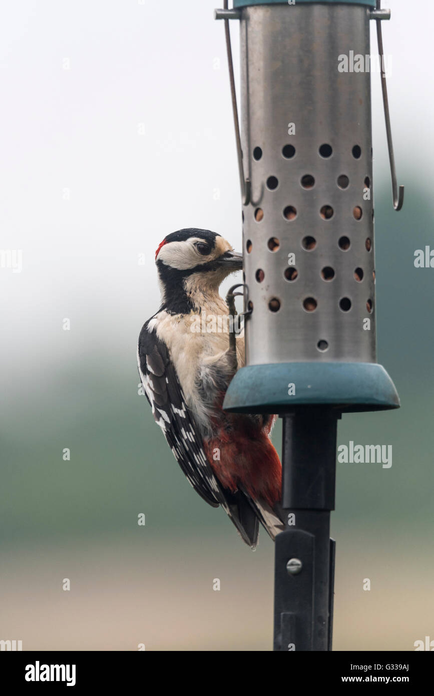 Un Picchio rosso maggiore usando un uccello-alimentatore Foto Stock