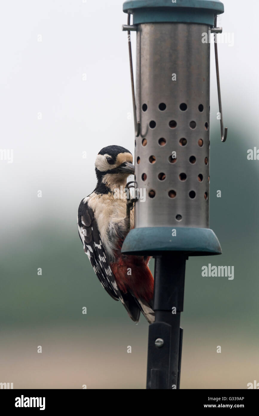 Un Picchio rosso maggiore usando un uccello-alimentatore Foto Stock